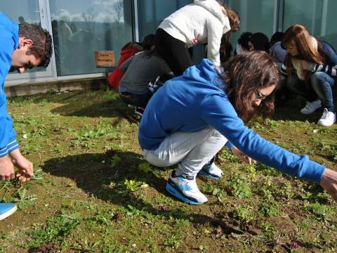 Como o inverso está a ser muito rigoroso, os alunos começaram por limpar o solo das ervas daninhas.